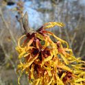 Hamamelis mollis fleur